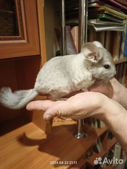 Шиншилла голубая