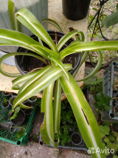 Хлорофитум кудрявый