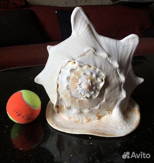 Морская ракушка (раковина)