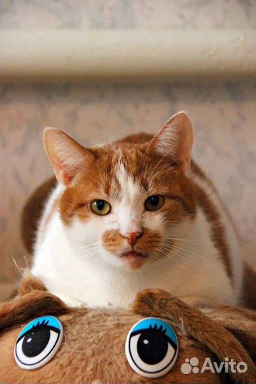 Милый котик