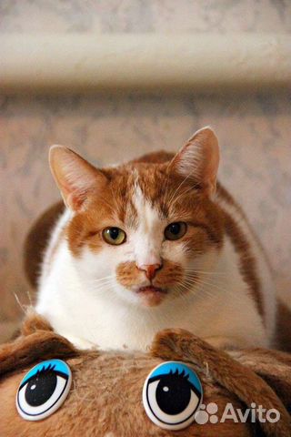 Милый котик