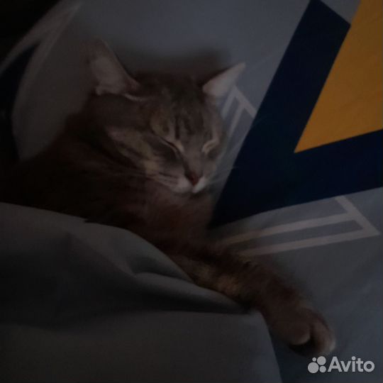 Отдаю котика