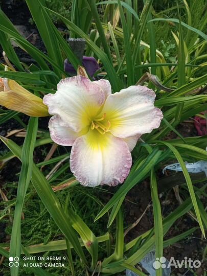 Лилейники сортовые