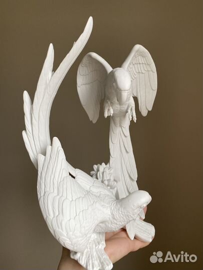 Попугаи kaiser