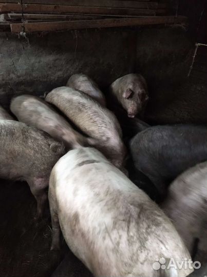 Поросята породы ландрас