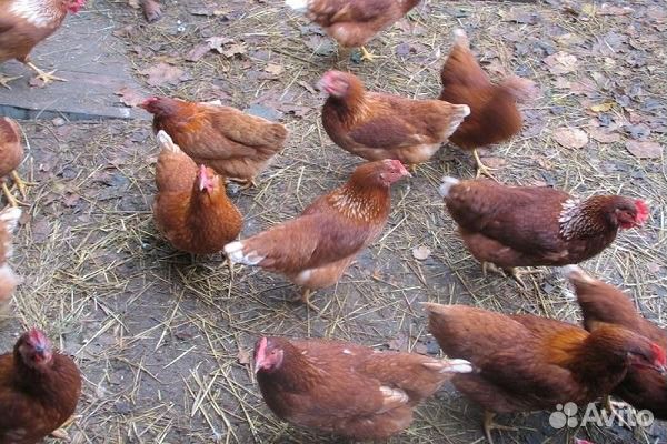 Куры Родонит чисто яичная курочка несушка