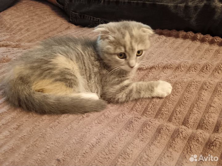 Кошки вислоухие