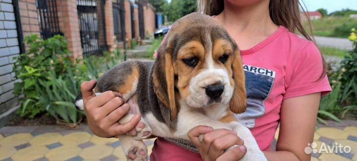 Щенки бигль