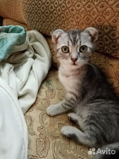 Отдам в добрые руки