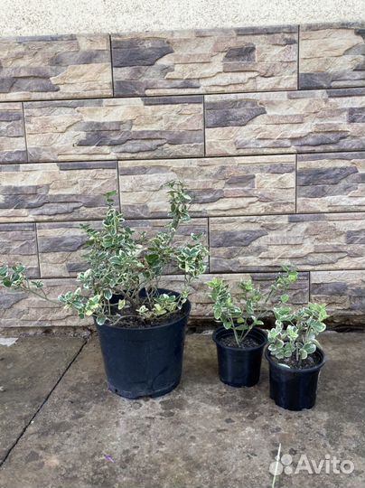 Декоративные кустарники