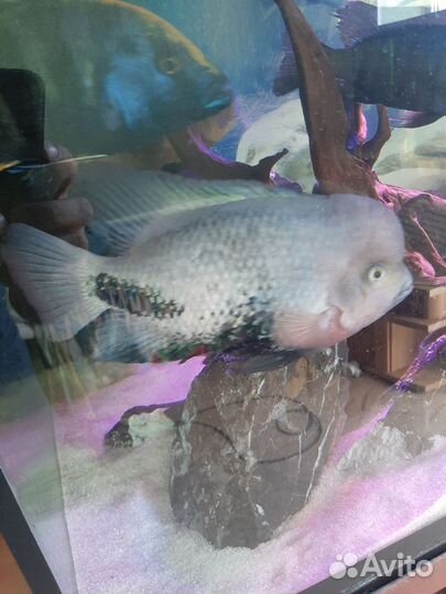 Аквариумные рыбки цихлиды