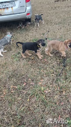 Крупные девочки