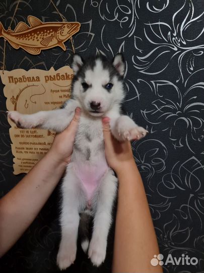 Сибирский хаски