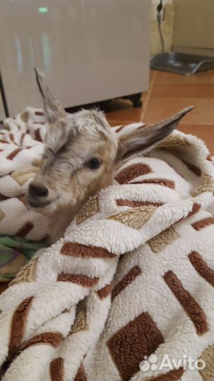 Удаление рогов (обезроживание) козлят