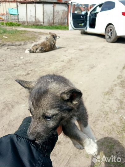 Отдам щенков в добрые руки бесплатно
