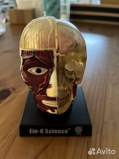 Макет черепа