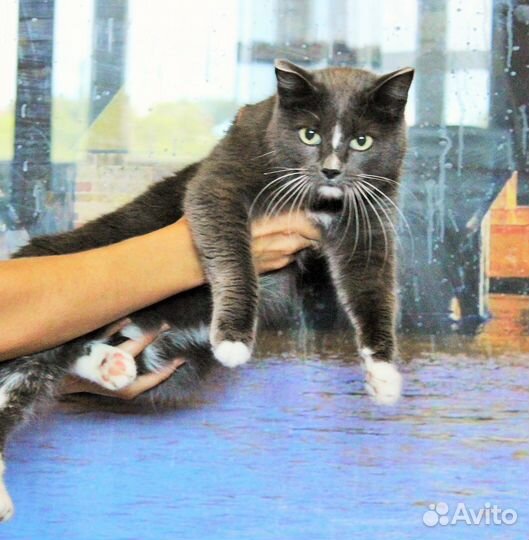 Кошка в добрые руки