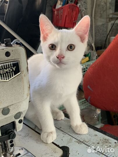 Котики 3,5 месяца