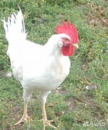 Молодые петухи