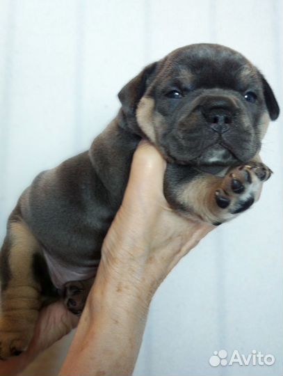 Американский булли