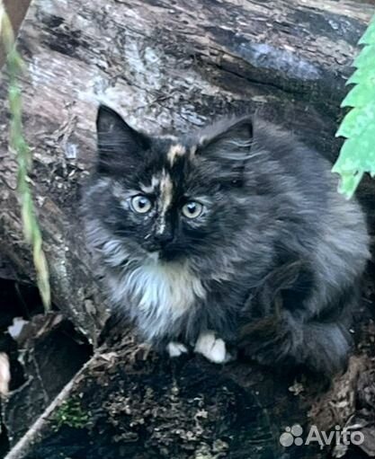 Котята мальчики и девочки