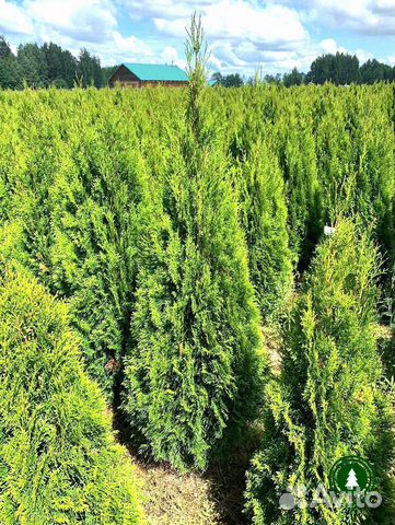 Туя. Доставим на дом