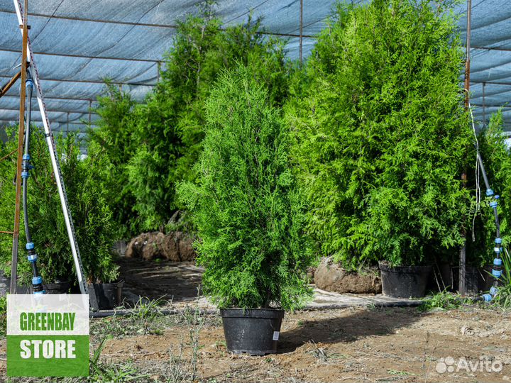 Туя колумна 1,2 м свежая копка 2023