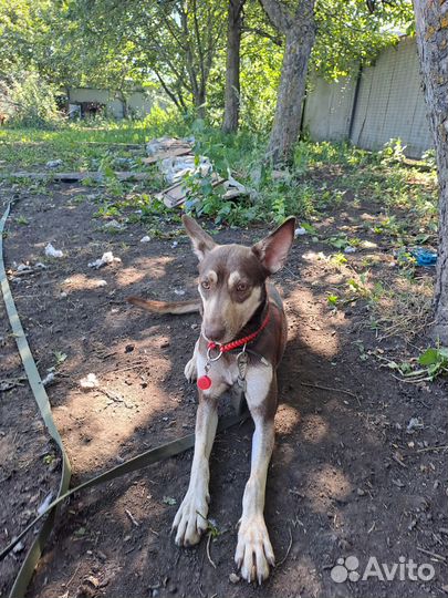 Собачка в поиске дома