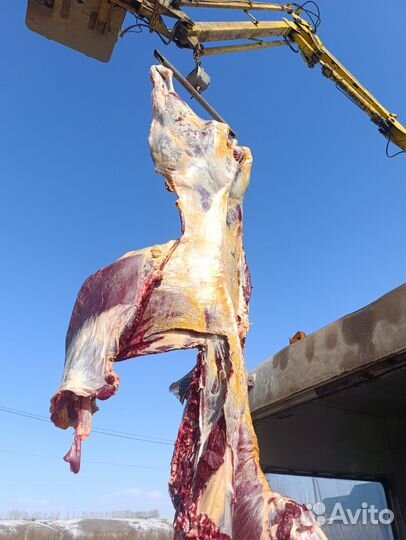 Корова на мясо