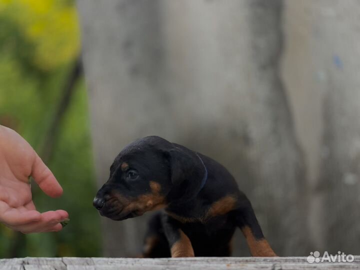Доберман щенки