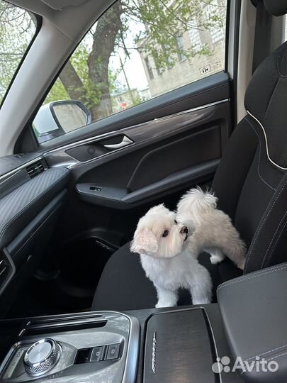 Мальтезе вязка