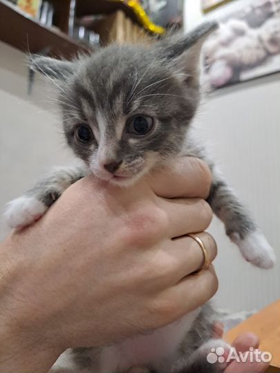 Котята в добрые руки мальчики
