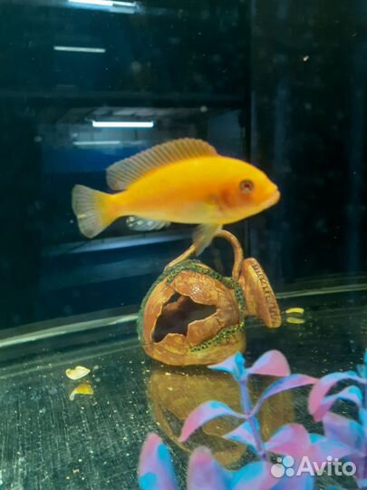 Солнечный окунь. Рыба малавия, виктория