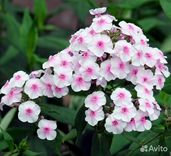 Флоксы разных сортов