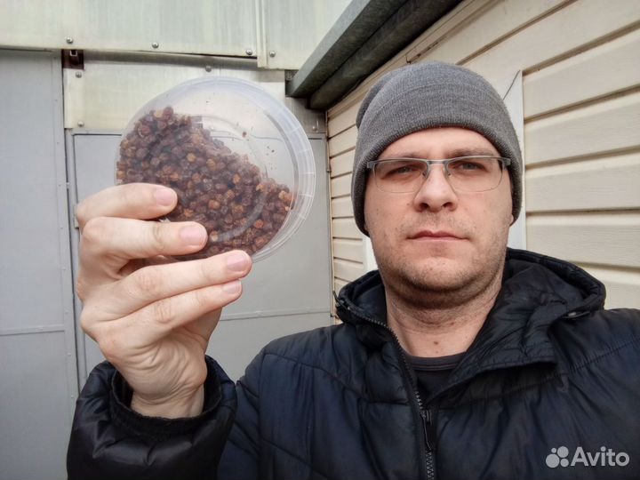 Средство для профилактики простатита