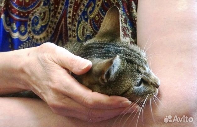 Кошка в дар бесплатно