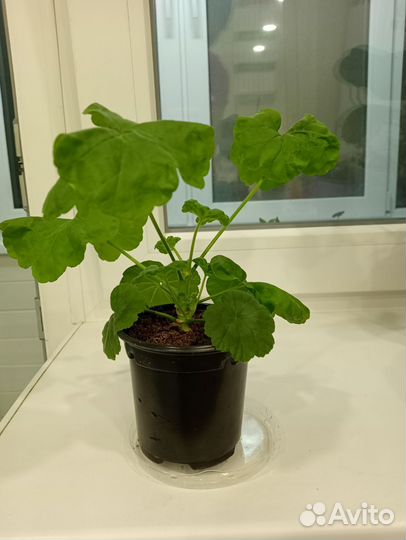 Пеларгония сортовая герань София Эмма, Sophie Emma