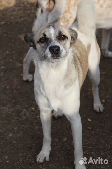 Маленькая собачка в добрые руки