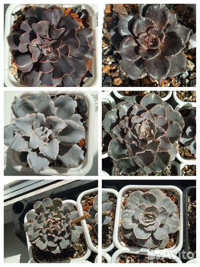 Суккуленты - листики, листовые детки, срезы