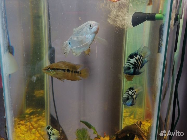 Аквариумные рыбы цихлиды