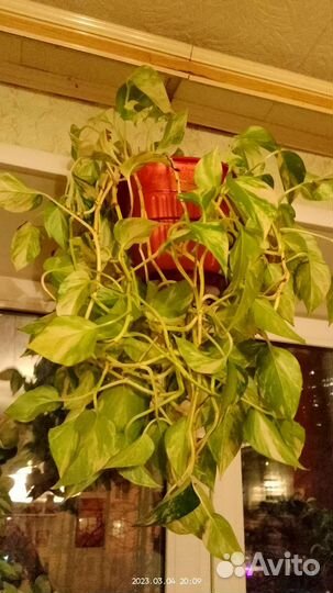 Комнатные цветы