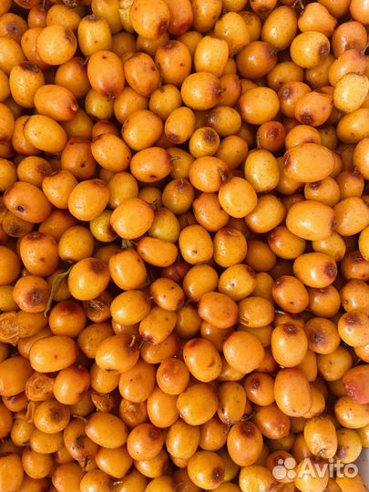 Облепиха свежая