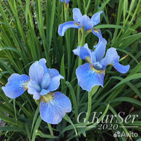 Ирисы сибирские
