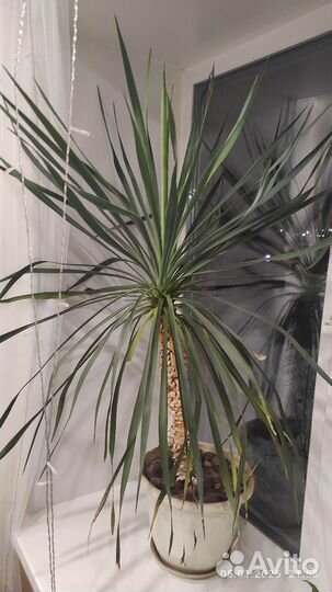 Пальма драцена, юкка