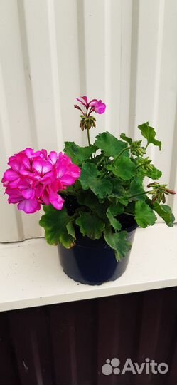Пеларгония герань