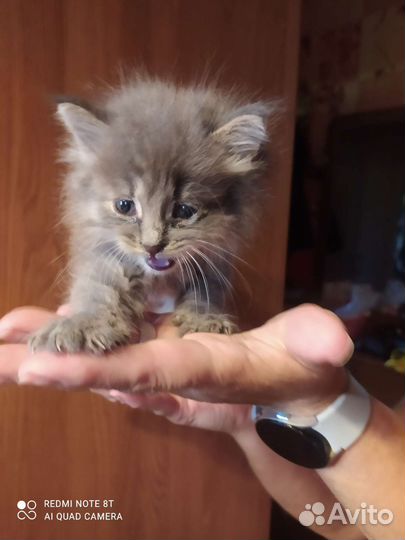 Котик серенький, пушистый, 1 месяц, ласковый