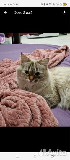 Невская маскарадная кошка