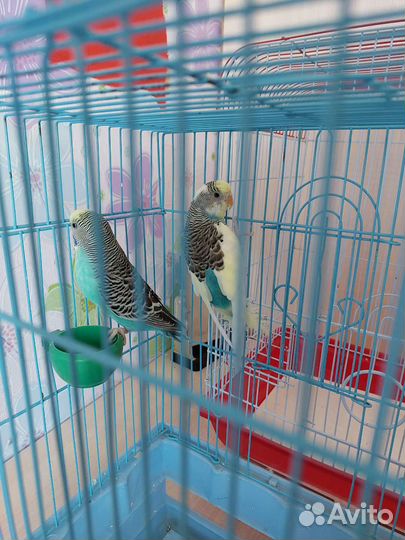 Волнистый попугай