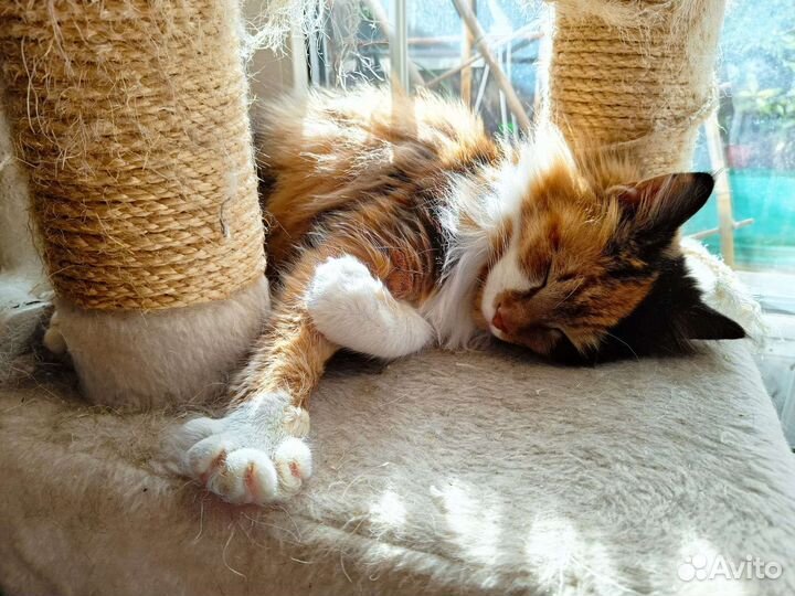 Кошка в дар