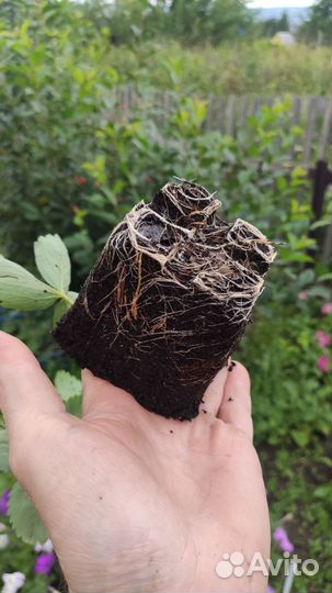 Рассада клубники